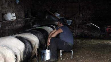 Μέτρα ενίσχυσης των κτηνοτρόφων μετά το Πάσχα θα ανακοινώσει η κυβέρνηση
