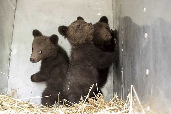 τρία αρκουδάκια