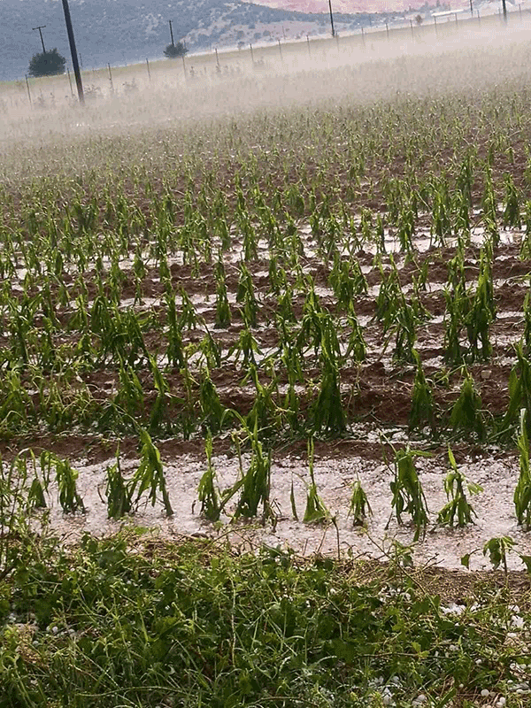 Αυτή είναι η εικόνα στις καλλιέργειες στην περιοχή Πτολεμαΐδας- Ασβεστόπετρας