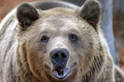 Γνωρίστε την αρκούδα τον «Γιωργάκη» που άντεξε στα δύσκολα