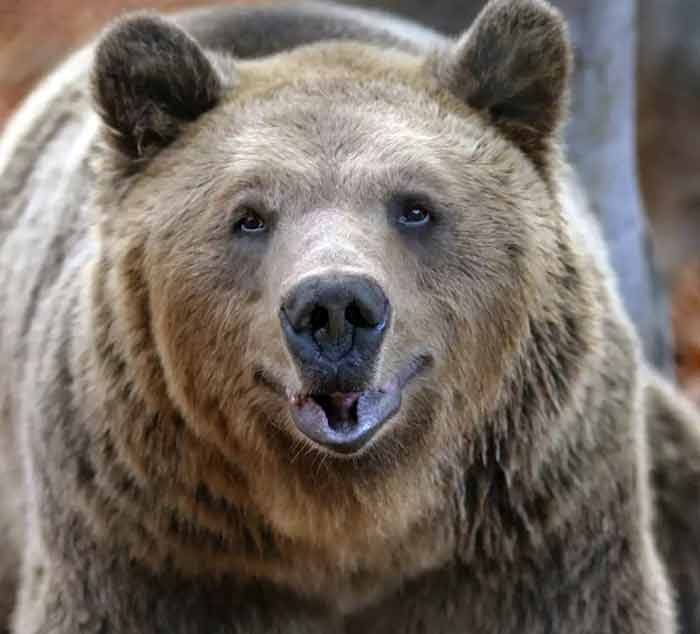 Γνωρίστε την αρκούδα τον «Γιωργάκη» που άντεξε στα δύσκολα