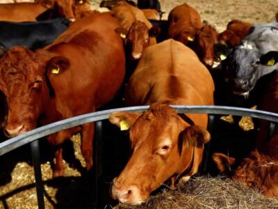 Οι αγελάδες που κυκλοφορούν ελεύθερες σε χωριό στις Πρέσπες προκαλούν ανησυχία