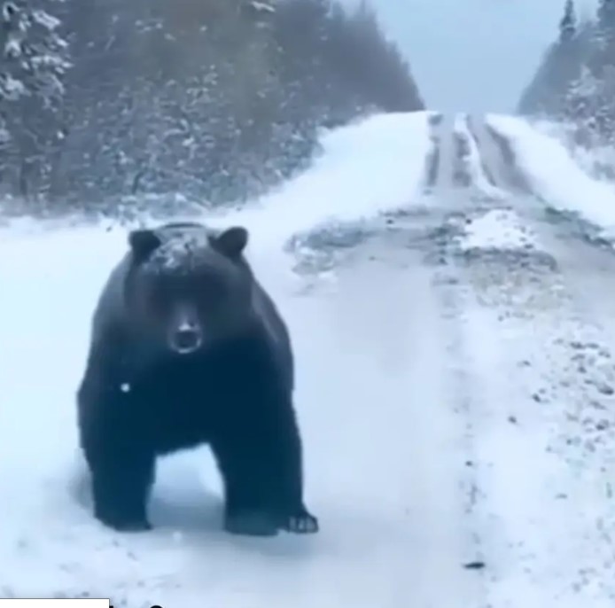 Απάτη η συνάντηση του οδηγού με αρκούδα που υποστήριξε ότι είχε οδηγός από τον Άγιο Αθανάσιο στην Πέλλα