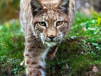 Αρκτούρος: Οι λύκοι και οι λύγκες σας περιμένουν