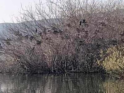 150 περίπου ζευγάρια Λαγγόνων έχουν κάνει τις φωλιές τους στην παραλία της πόλης