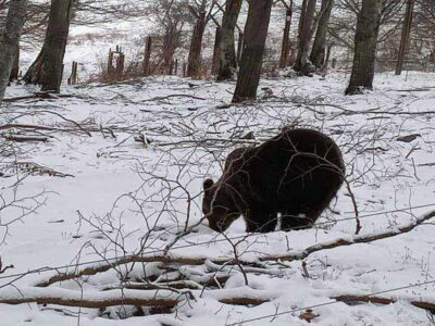 Η Σάσα απολαμβάνει το χιόνι στον Αρκτούρο