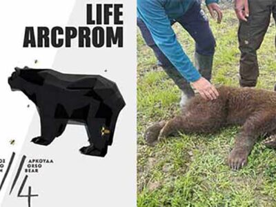 Νεαρό αρκουδάκι απελευθερώθηκε από παράνομη θηλιά για αγριογούρουνα στις Πρέσπες