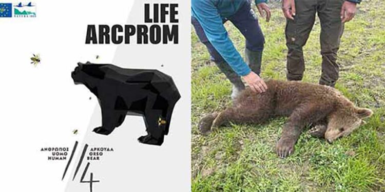 Νεαρό αρκουδάκι απελευθερώθηκε από παράνομη θηλιά για αγριογούρουνα στις Πρέσπες