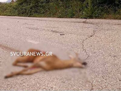 Τροχαίο με ζαρκάδι στη Μεσοποταμία Καστοριάς