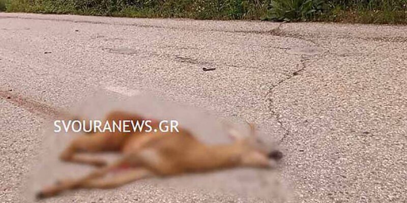 Τροχαίο με ζαρκάδι στη Μεσοποταμία Καστοριάς