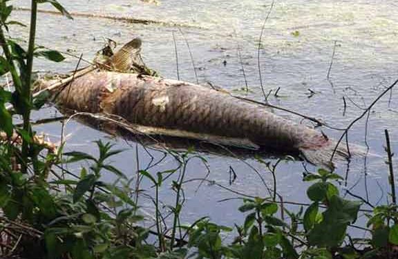 Απόκοσμη εικόνα στην Καστοριά – Γέμισε νεκρά ψάρια η λίμνη