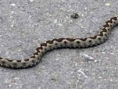 Φίδι προκάλεσε πανικό μέσα σε λεωφορείο του ΚΤΕΛ Φλώρινας