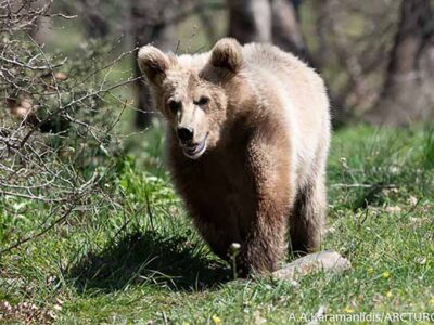 Ο Θωμάς επέστρεψε στον Αρκτούρο