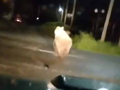 Αρκούδα “βολτάρει” στην πλατεία της Τ.Κ. Σκοπιάς - Βίντεο