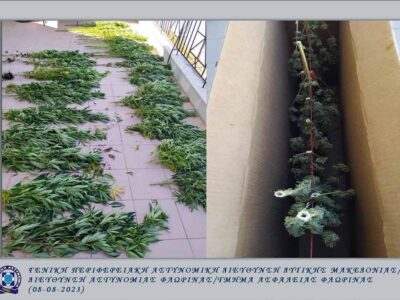 Φυτεία με 28 χασισόδεντρα, καλλιεργούσε 54χρονος ημεδαπός, στην κατοικία του Φλώρινα