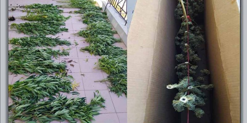 Φυτεία με 28 χασισόδεντρα, καλλιεργούσε 54χρονος ημεδαπός, στην κατοικία του Φλώρινα