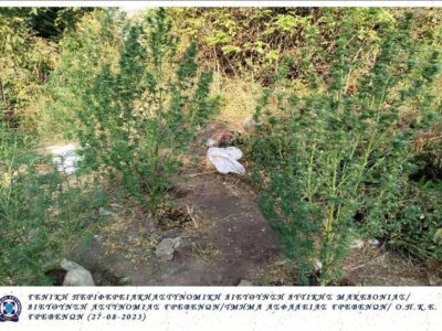Συνελήφθη 54χρονος ημεδαπός για καλλιέργεια δενδρυλλίων κάνναβης, σε περιοχή των Γρεβενών