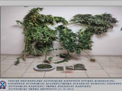 Συνελήφθη 61χρονος ημεδαπός σε περιοχή της Φλώρινας για καλλιέργεια δενδρυλλίων κάνναβης