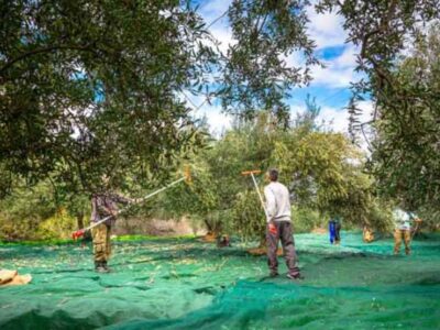 Από τη Φλώρινα στο Ηράκλειο για το μάζεμα της ελιάς