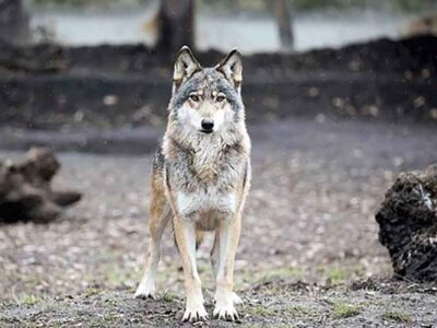 Εορδαία: Επιθέσεις λύκων σε κυνηγητικούς σκύλους