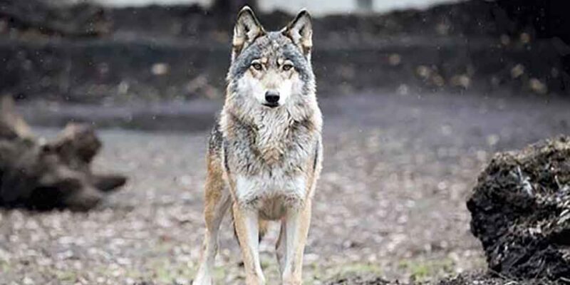 Εορδαία: Επιθέσεις λύκων σε κυνηγητικούς σκύλους