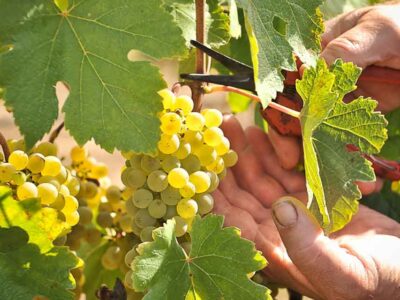 Ημερίδα ενημέρωσης για την Ευφυή Γεωργία στην Αμπελουργία, στο πλαίσιο του έργου «Στάφυλος»