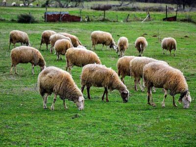 Πρόσκληση σε συνάντηση για προβλήματα της Κτηνοτροφίας και προοπτικές της στην ευρύτερη περιοχή του Δήμου Αμυνταίου