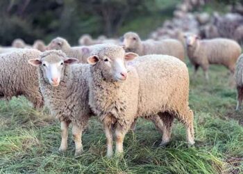 Εκπαιδευτικό Σεμινάριο προσωπικού μεταφορέων ζώντων ζώων