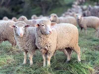 Εκπαιδευτικό Σεμινάριο προσωπικού μεταφορέων ζώντων ζώων
