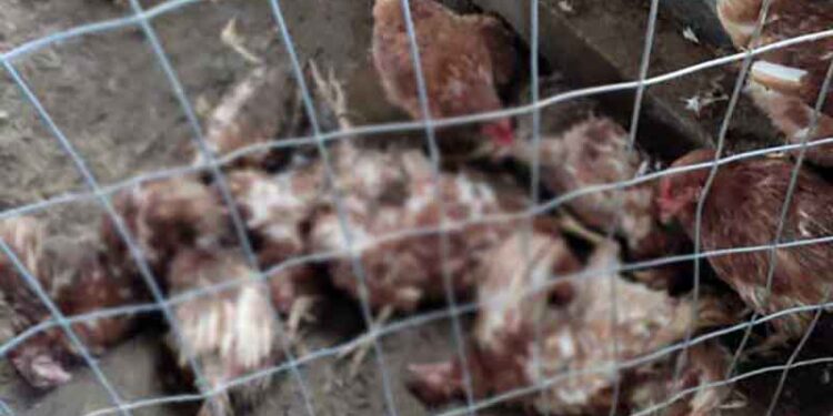 Αρκούδα προκάλεσε μεγάλη ζημιά σε πτηνοτροφική μονάδα στην Κλεισούρα – Σκότωσε 140 κοτόπουλα