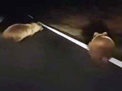 Ξύπνησαν οι αρκούδες και ξεκίνησαν τις βόλτες στη Φλώρινα
