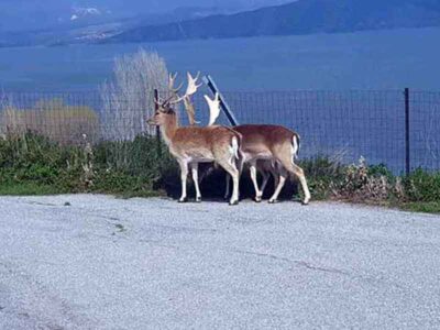 Αμύνταιο: Ελάφια “κόβουν” βόλτες στον Άγιο Παντελεήμονα