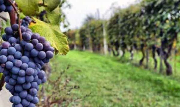 Αιτήσεις αδειών νέων φυτεύσεων αμπέλου με οινοποιήσιμες ποικιλίες για το έτος 2024