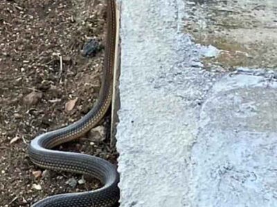 Φίδια στις αυλές του Νέου Καυκάσου Φλώρινας (αυτή την εποχή «ξυπνάν» τα πρώτα είδη)