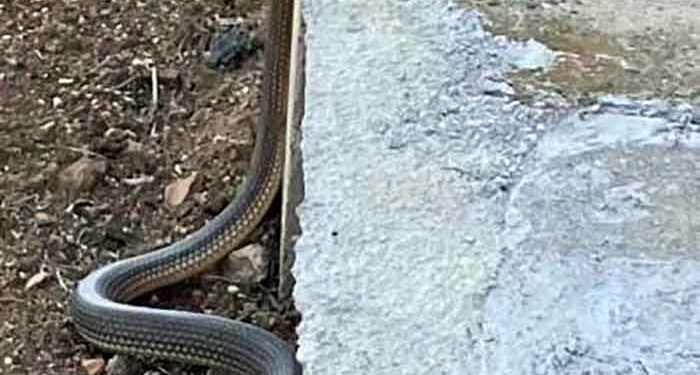 Φίδια στις αυλές του Νέου Καυκάσου Φλώρινας (αυτή την εποχή «ξυπνάν» τα πρώτα είδη)