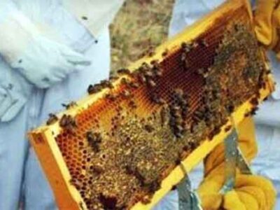 Αιτήσεις για επιδοτούμενες δράσεις μελισσοκομίας έτους 2024