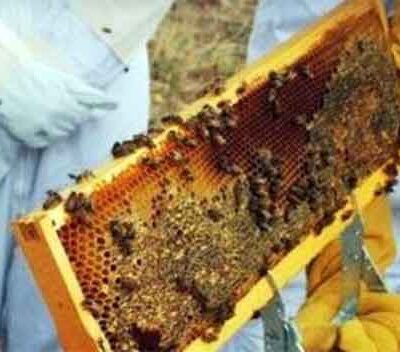 Αιτήσεις για επιδοτούμενες δράσεις μελισσοκομίας έτους 2024
