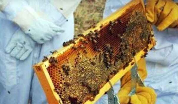 Αιτήσεις για επιδοτούμενες δράσεις μελισσοκομίας έτους 2024