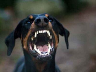 Σιάτιστα: Επίθεση από αδέσποτο σκύλο