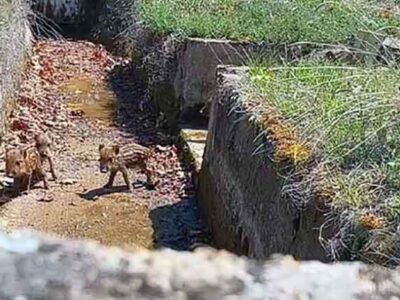 Θηροφύλακες και κυνηγοί έσωσαν από πνιγμό 50 μικρά αγριογούρουνα στη Λίμνη των Πρεσπών