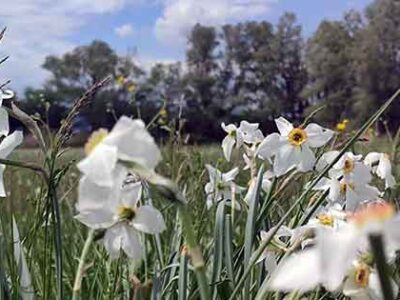 Η Γιορτή του Νάρκισσου στην Πρέσπα