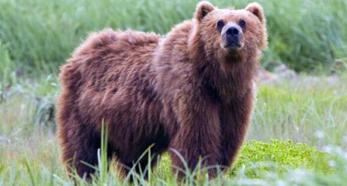 Ενημέρωση της Π.Ε. Φλώρινας σχετικά με τα διαχειριστικά μέτρα απομάκρυνσης της αρκούδας και των μικρών της