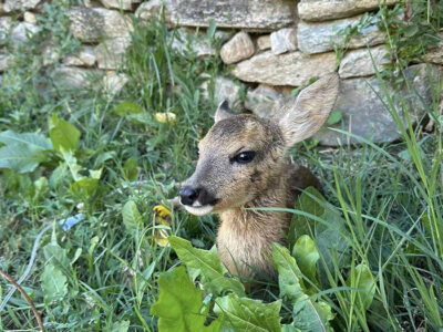 Απεγκλωβισμός ενός ζαρκαδιού από κεντρικό σημείο της πόλης της Φλώρινας