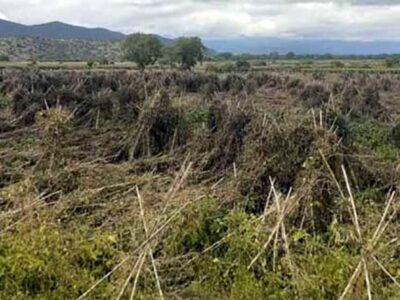 Πρέσπα: Μεγάλες καταστροφές από το χαλάζι στα φασόλια