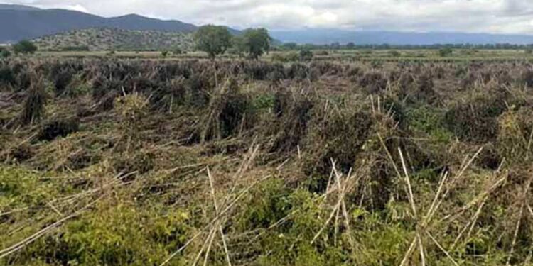 Πρέσπα: Μεγάλες καταστροφές από το χαλάζι στα φασόλια