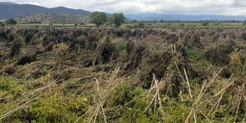 Πρέσπα: Μεγάλες καταστροφές από το χαλάζι στα φασόλια