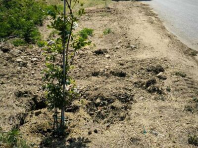 Εργασίες καθαρισμού από την παρακείμενη βλάστηση στον Ροδώνα και δεντροφύτευση και εγκατάσταση υπόγειου ποτίσματος στον Φανό