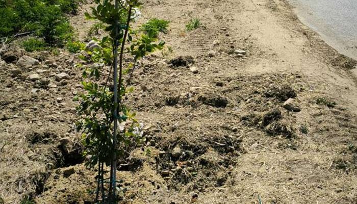 Εργασίες καθαρισμού από την παρακείμενη βλάστηση στον Ροδώνα και δεντροφύτευση και εγκατάσταση υπόγειου ποτίσματος στον Φανό