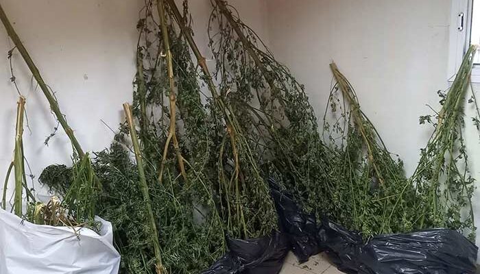 Συνελήφθη 66χρονος ημεδαπός σε περιοχή της Φλώρινας για καλλιέργεια 9 δενδρυλλίων κάνναβη