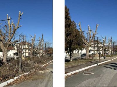 Κλαδεύσεις επικίνδυνων δένδρων, καλλωπισμός πάρκων και καθαρισμός ερεισμάτων